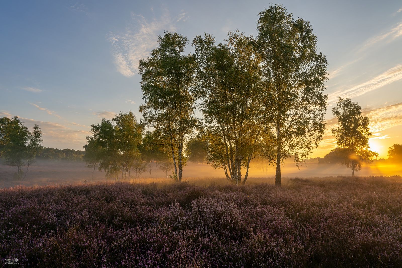 Birch trees backlit by the sun in the Westruper Heide heath in the early morning