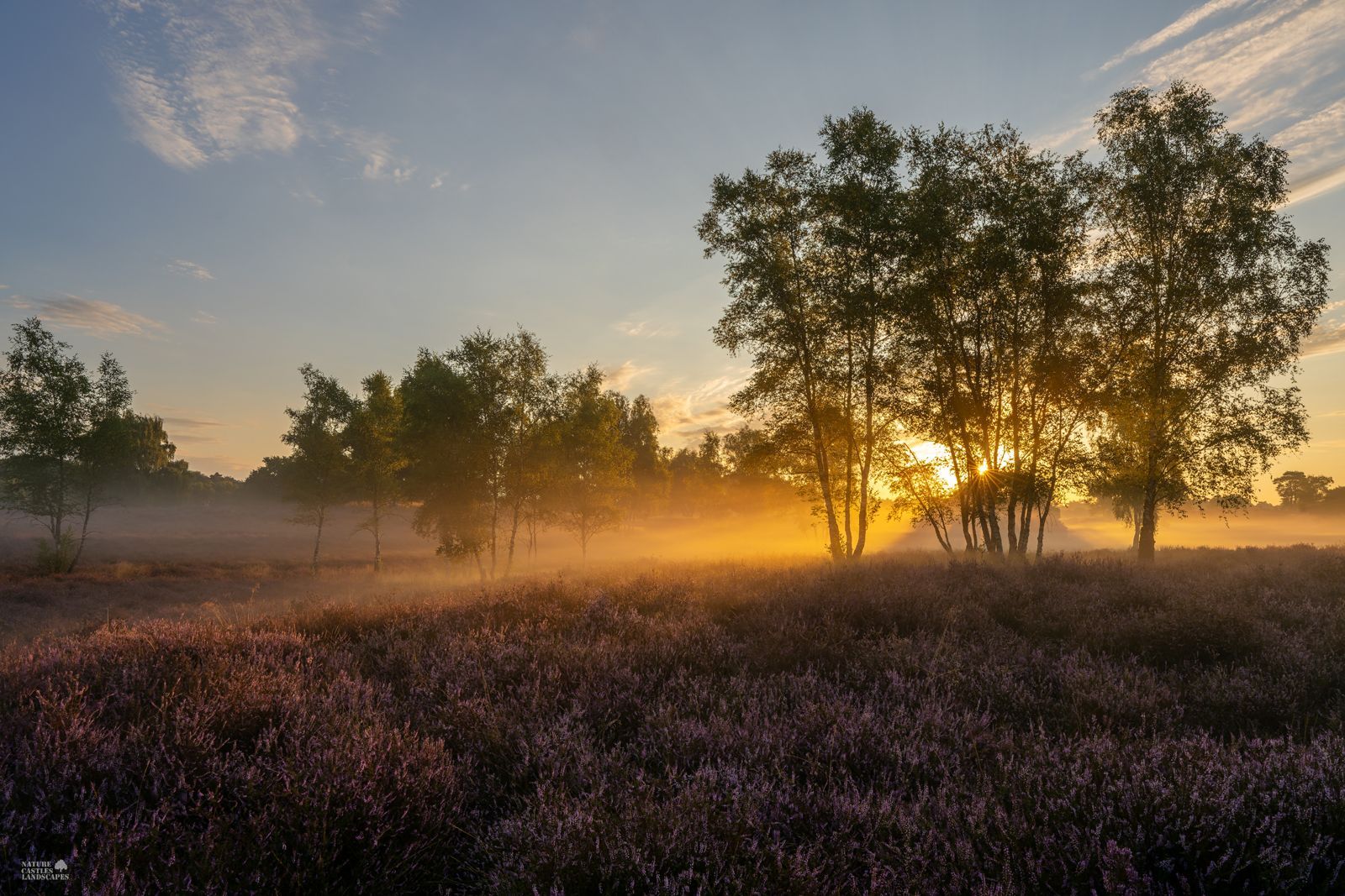 birch trees in the early morning in the Westruper Heide