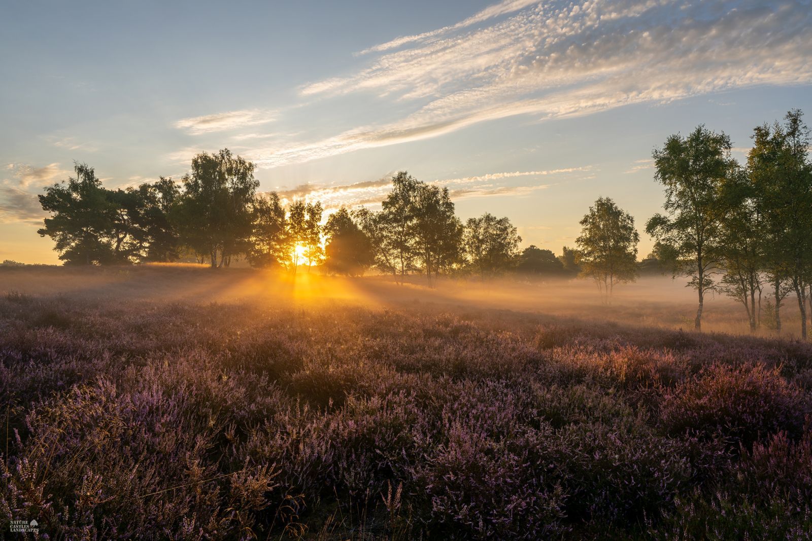 Purple flowering heather in the Westruper Heide in the early morning