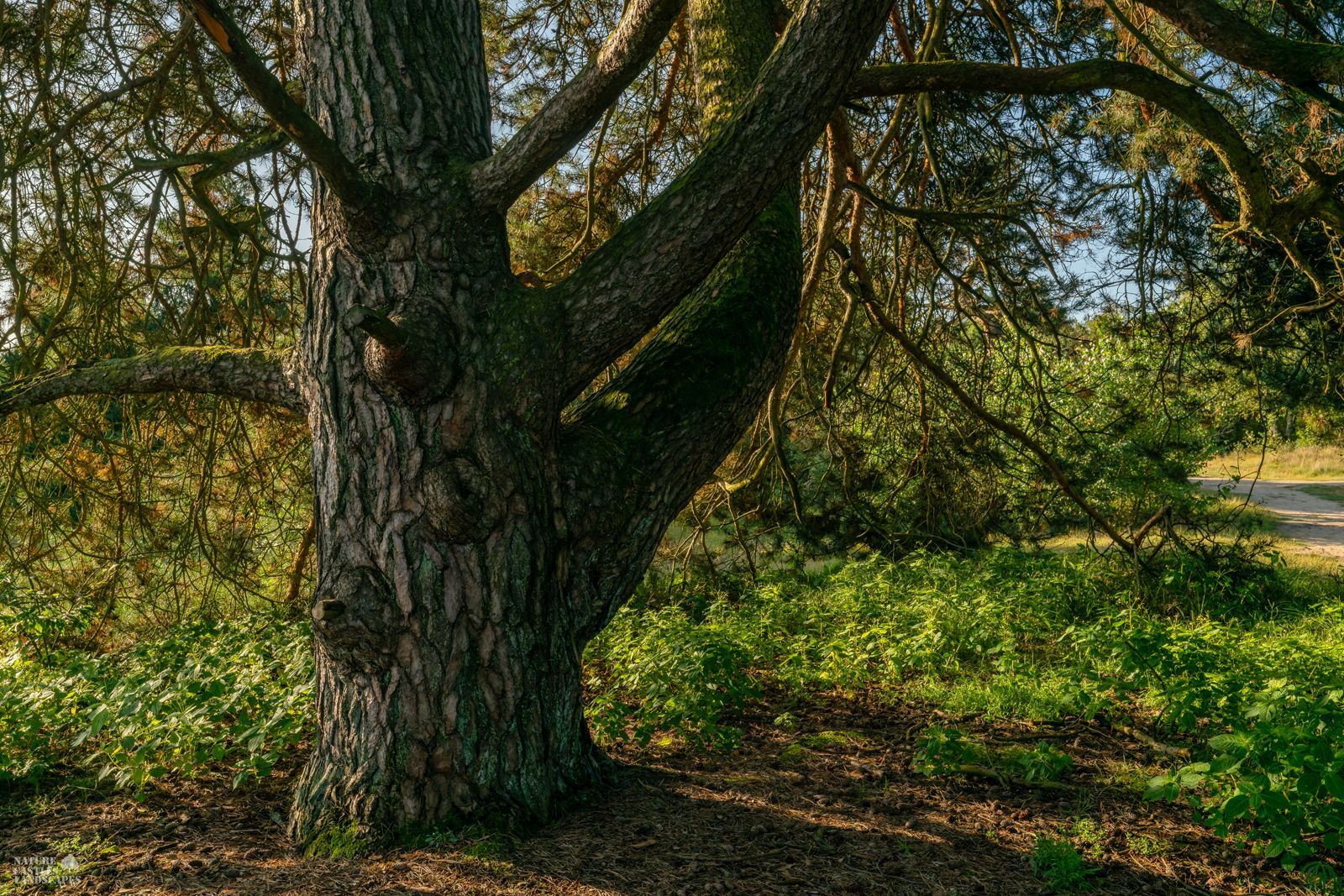 Unique tree on the hiking trail in Westrup Heath