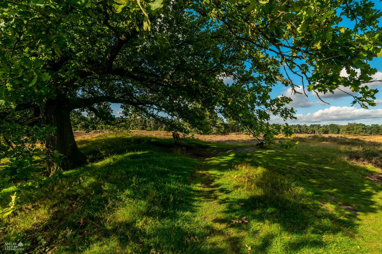 bench under pedunculate oak in the heathland