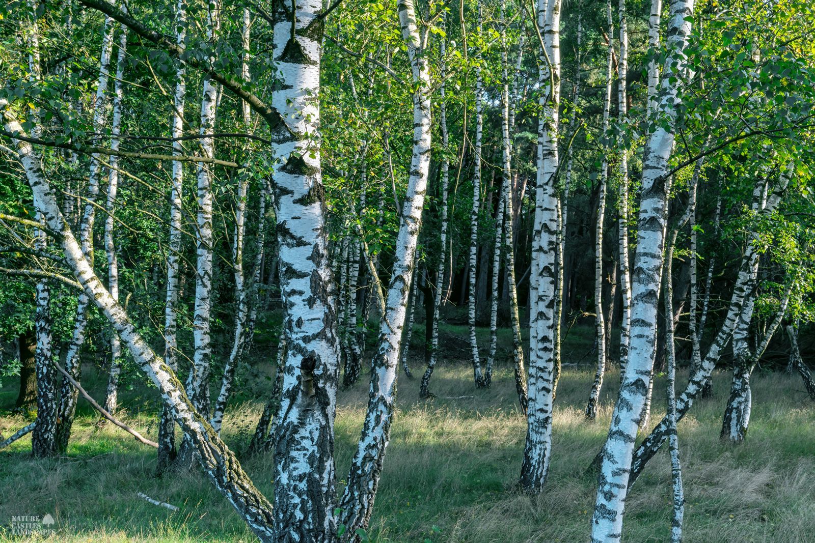 White birch trunks in the morning in Westrup Heath