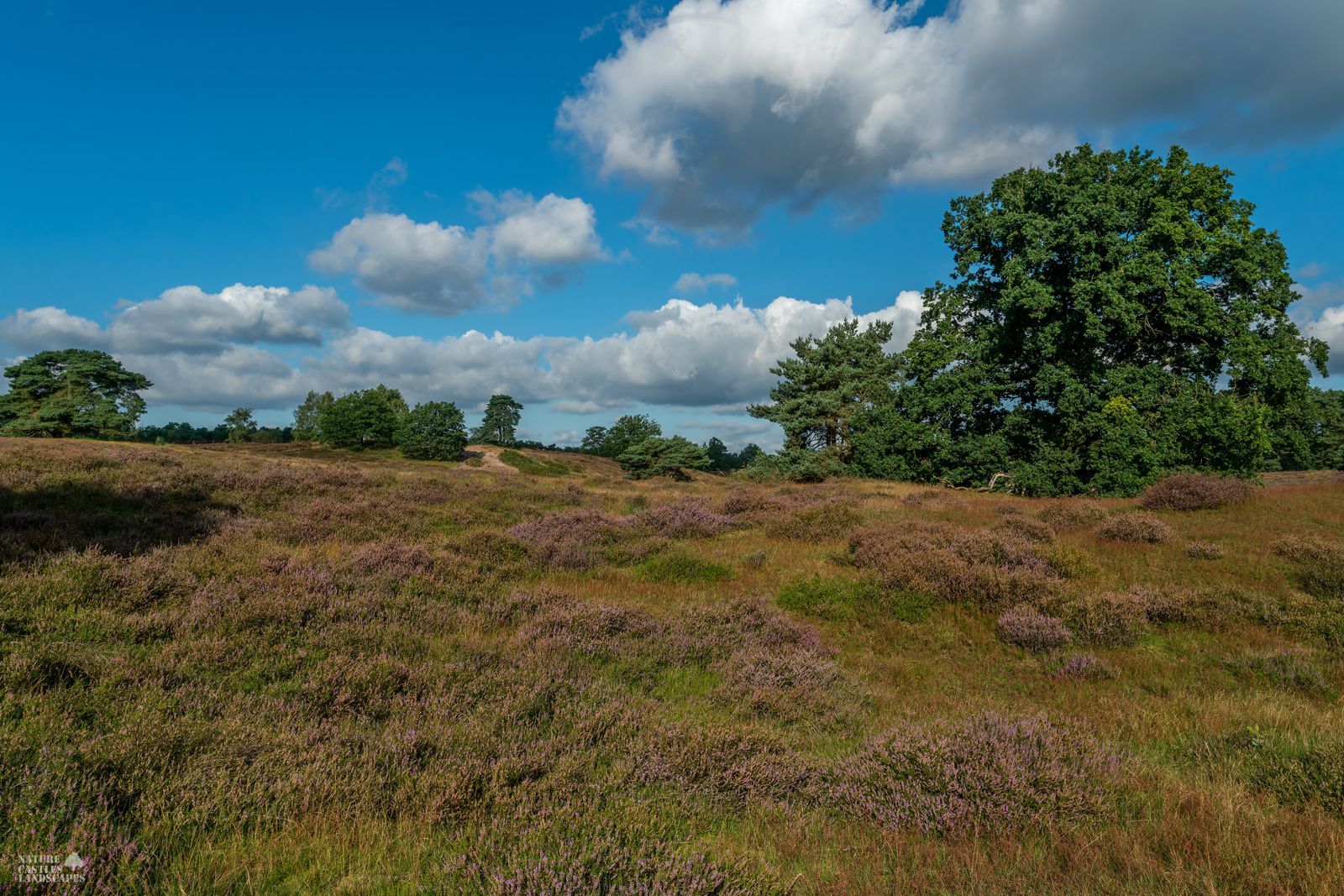 bluehendes heidekraut in der westruper heide