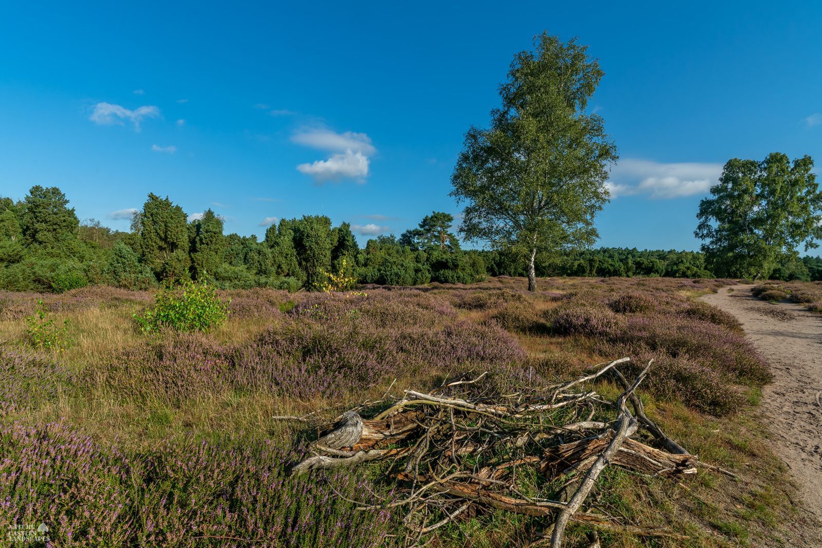 bruchholz am wegesrand in der westruper heide