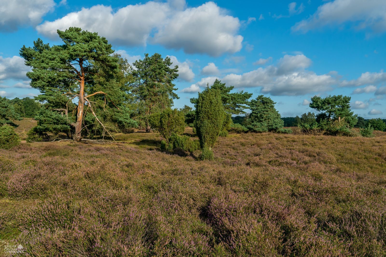 koniferen in der westruper heide im ruhrgebiet