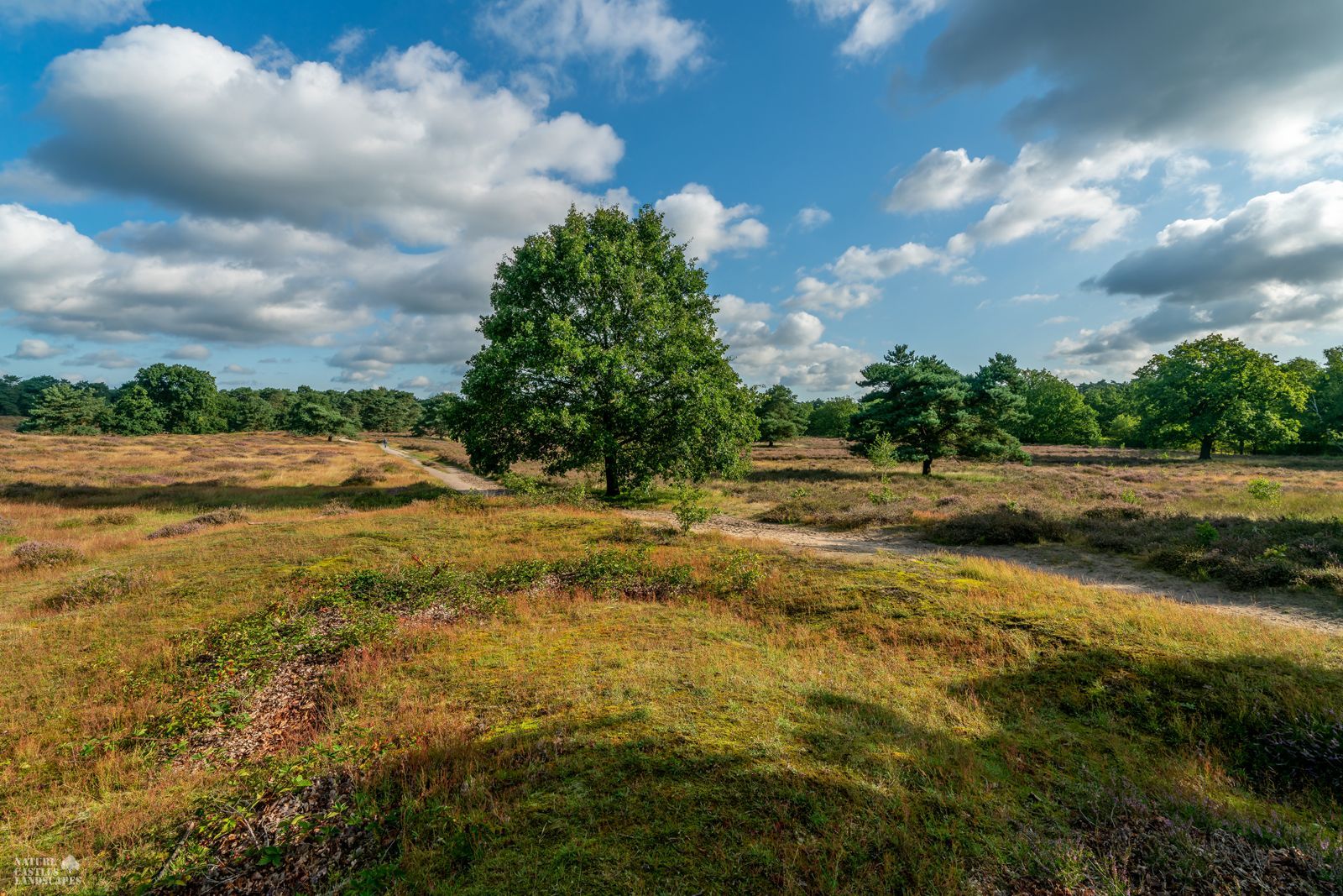 aussicht in die westruper heide