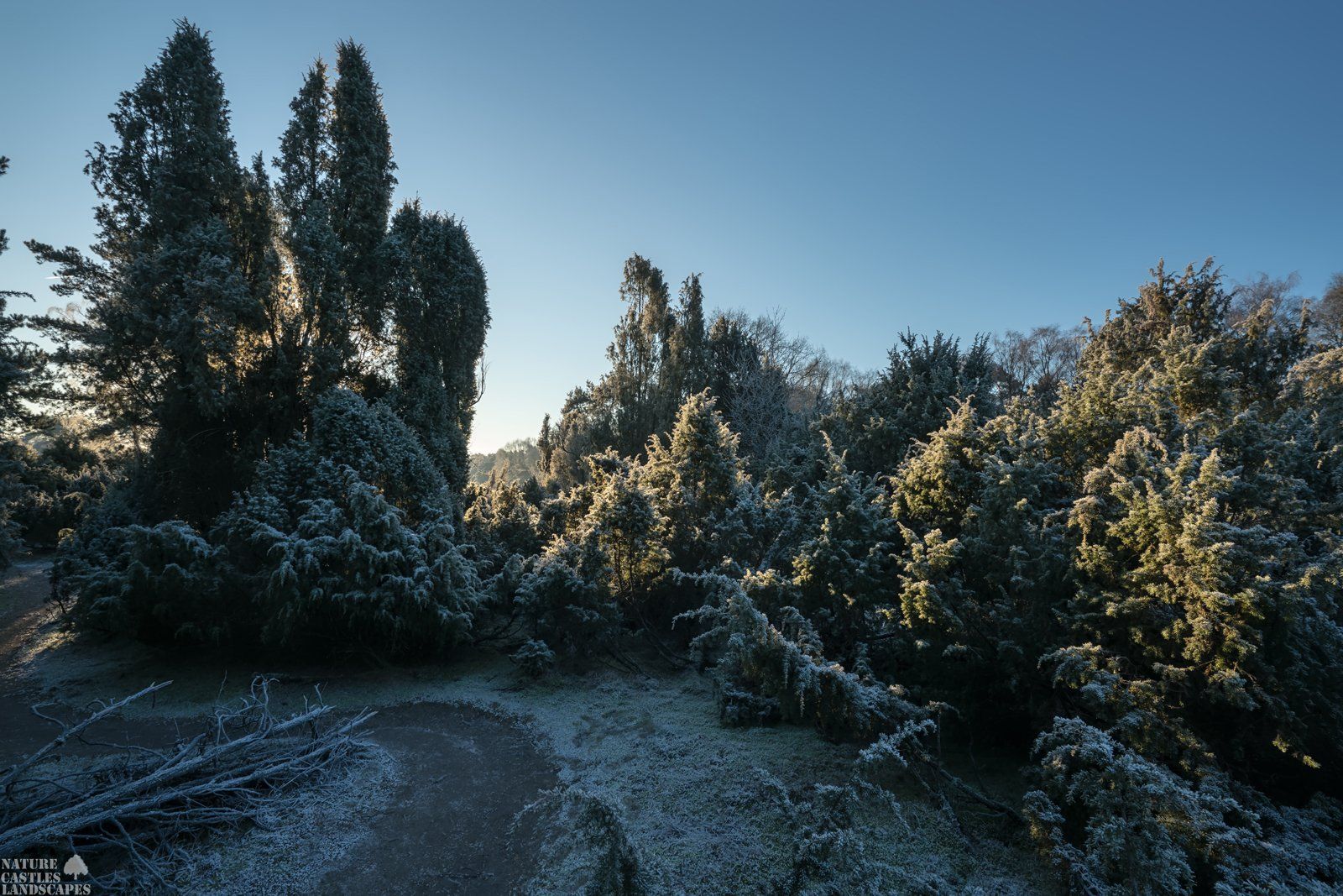 westruper heide im winter wacholderwald