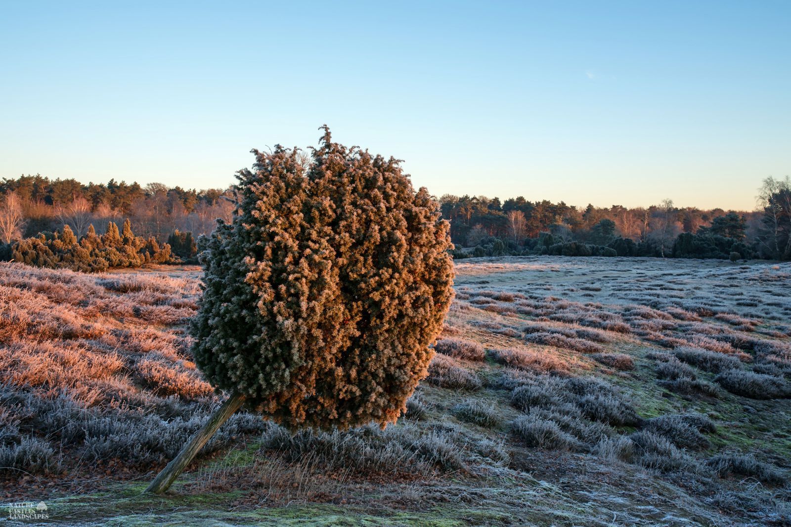 westruper heath wintertime juniper at sunrise