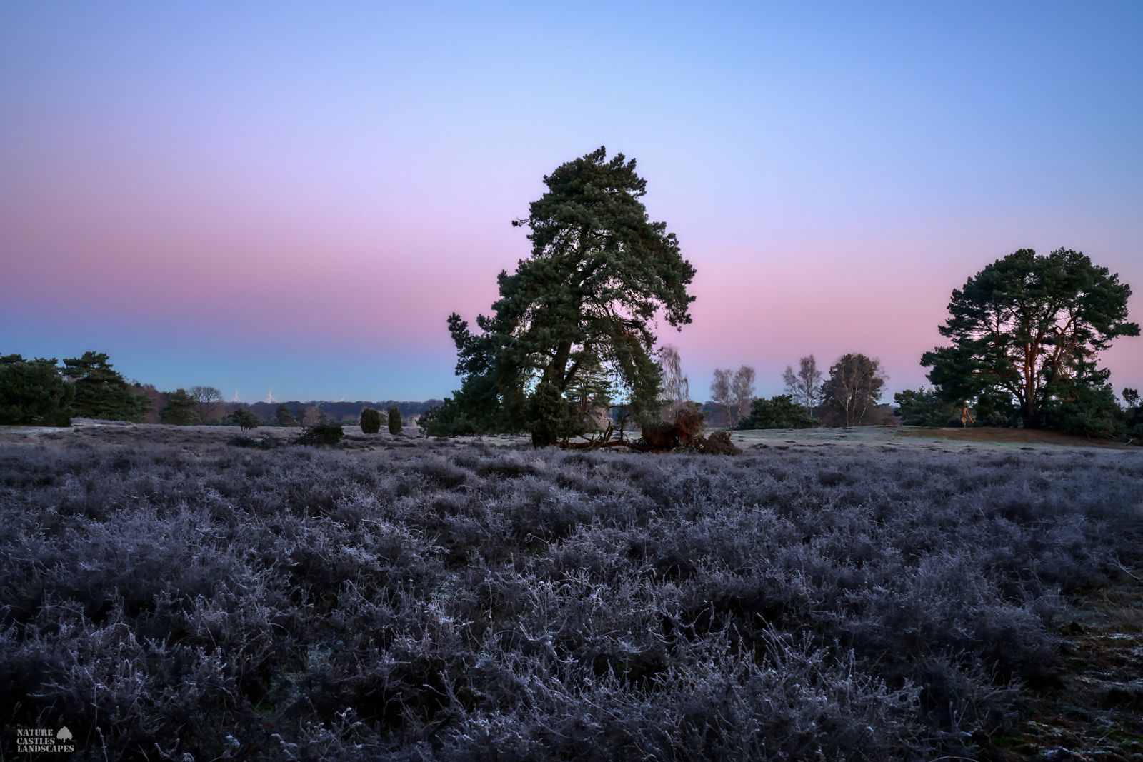 westruper heathland wintertime landscape