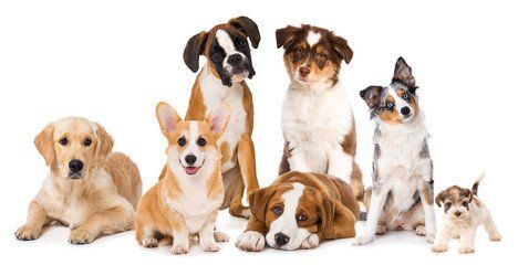 Tagesseminar Hund selber schneiden
