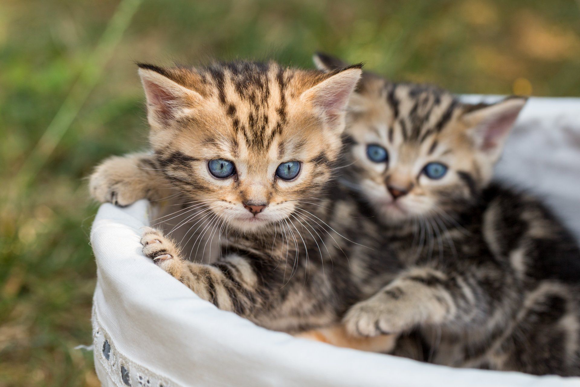 Katzen Kitten