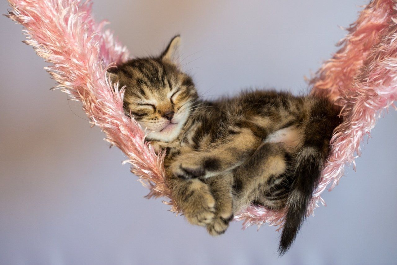 Katzenkitten schlafend