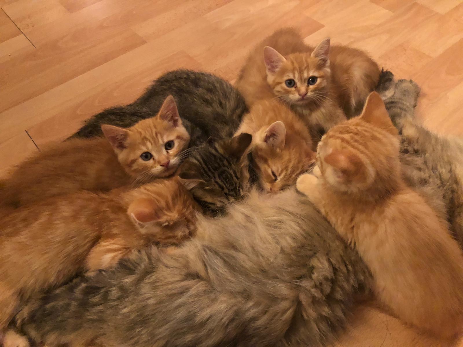 Katzen Kitten mit Mama