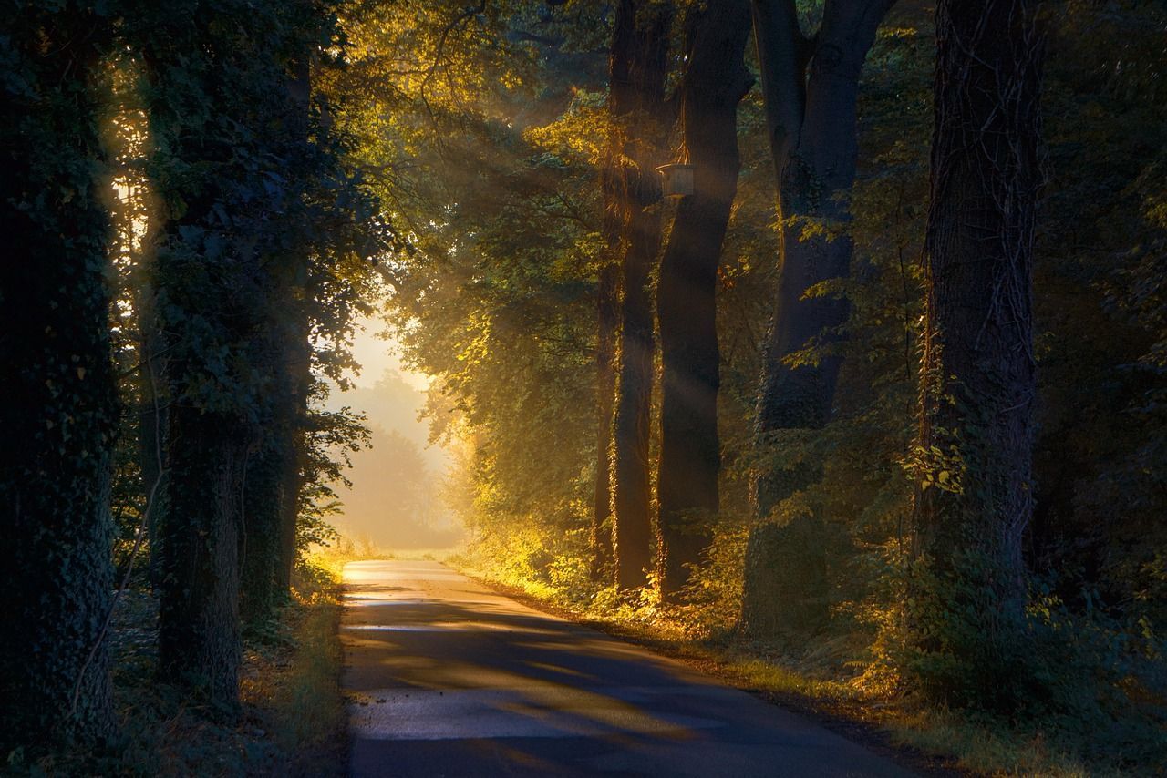 Waldweg mit Sonnenschein