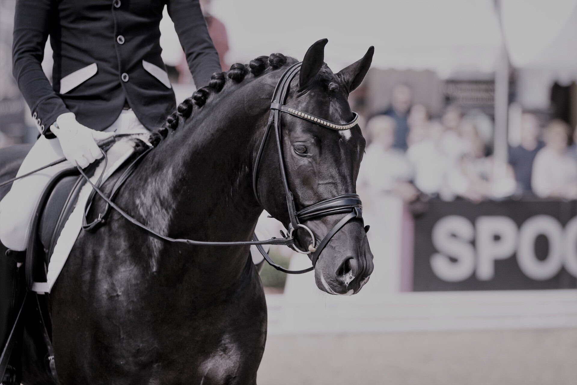 Pferd mit Reiter
