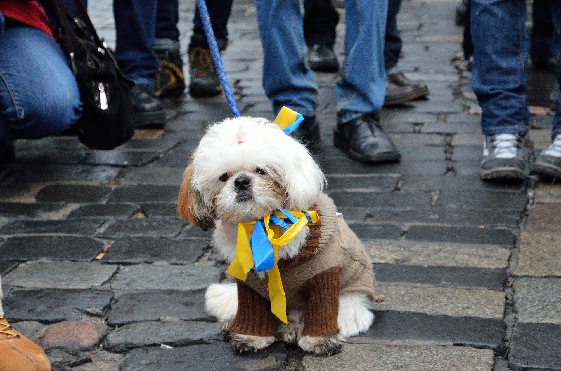 kleiner Hund bei Demonstration mit Halsband in den Farben gelb und blau