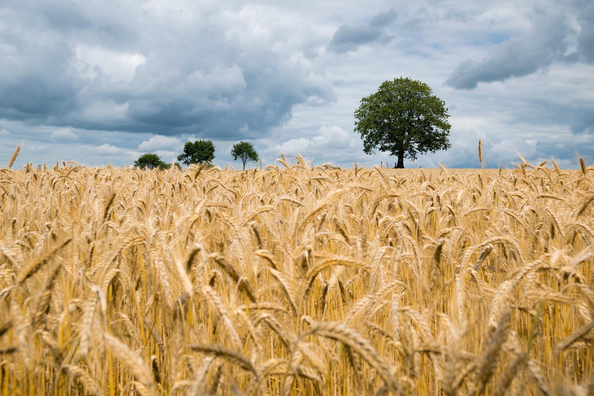 Weizenfeld, im Hintergrund Bäume und Himmel mit Wolken