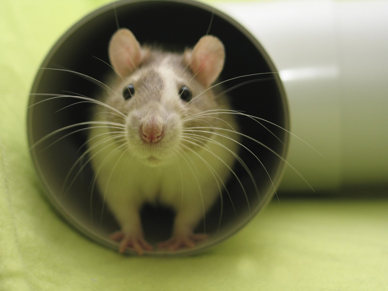 Schädlingsbekämpfung Stuttgart