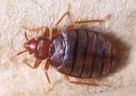 Nahaufnahme einer Bettwanze