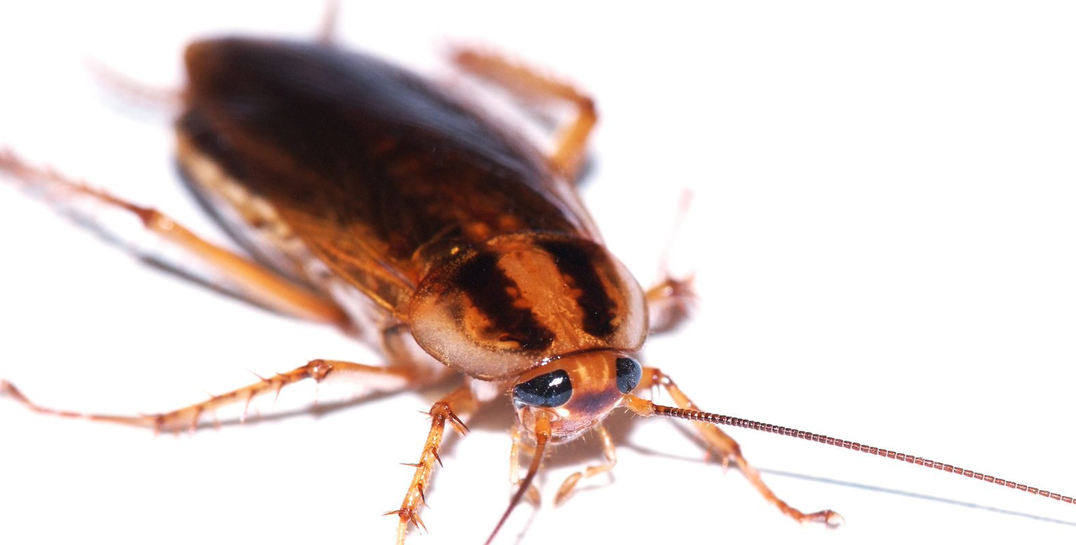 Makroaufnahme einer Kakerlake mit erkennbaren Details wie den großen Augen und den dünnen Fühlern
