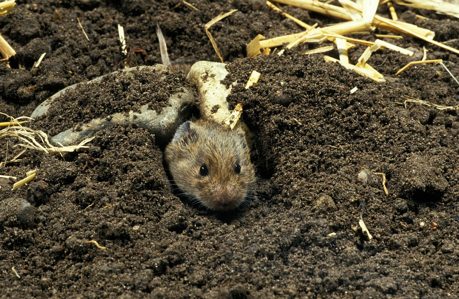 Schermaus Wühlmaus Bekämpfung Wühlmaus Bekämpfung