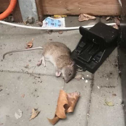 Maus gefangen in einer Mausfalle