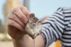 Mauskämpfung Stuttgart