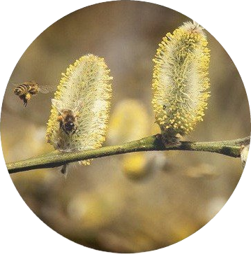 Asthma, Heuschnupfen, Nesselfieber bei Heilpraktiker in Nürnberg