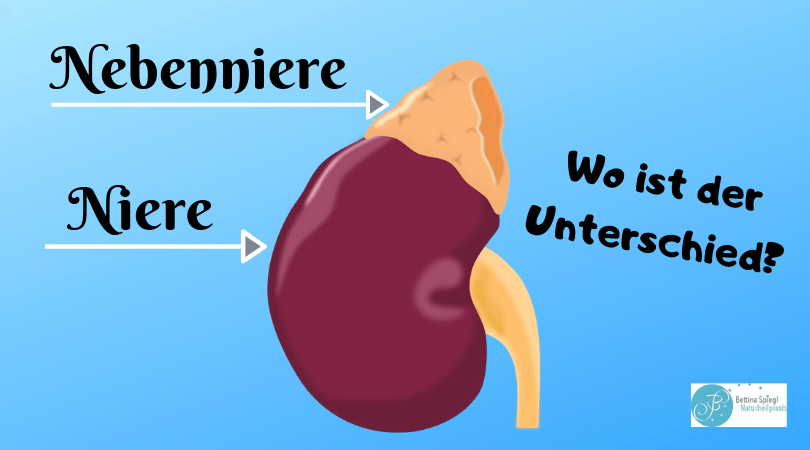 Nebennieren Niere und Nebenniere - Wo ist der Unterschied?