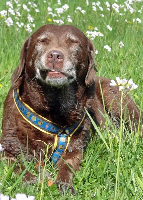 Hundecoaching, Hundetrainer, Verhaltensberater, Hunde