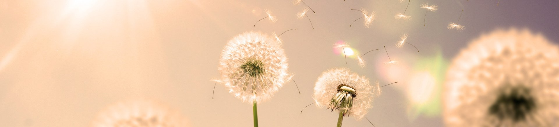 Tierkommuniaktion mit verstorbenen Tieren, Tierseelen,