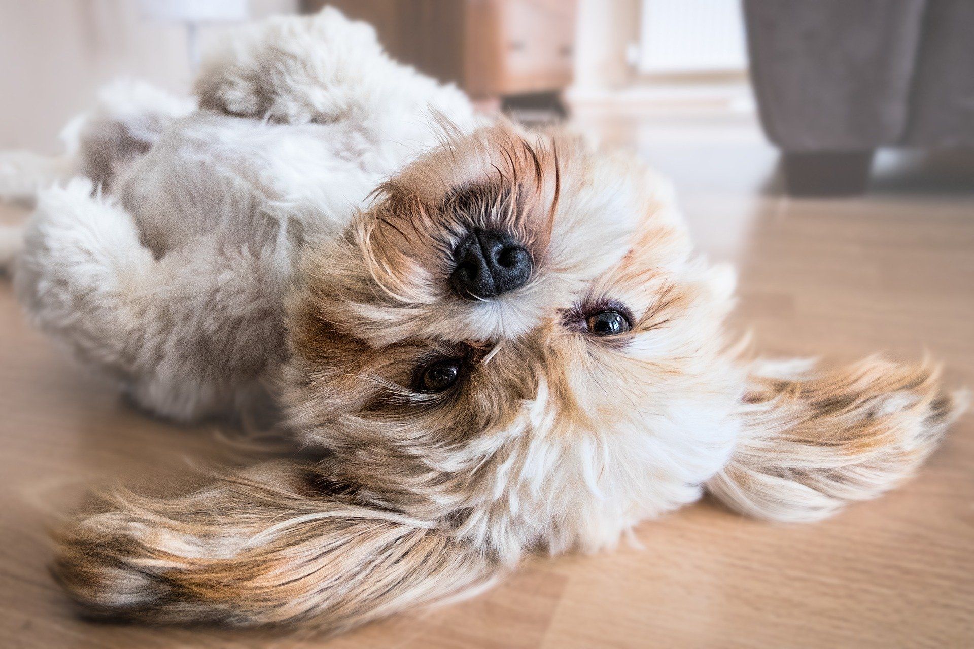 Emotionale Stressablösung, Tierheilarbeit, energetische Heilarbeit
