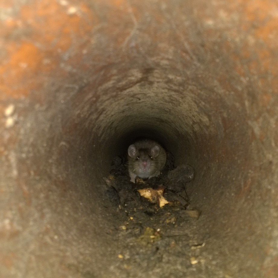 Wanderratten Ratte im Abflussrohr
