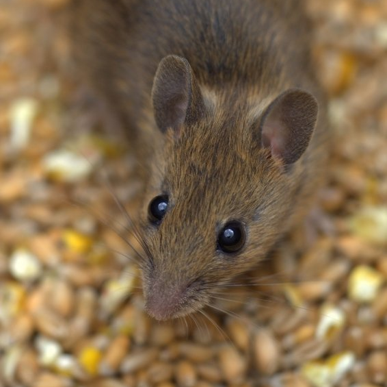 Hausmäuse Hausmaus