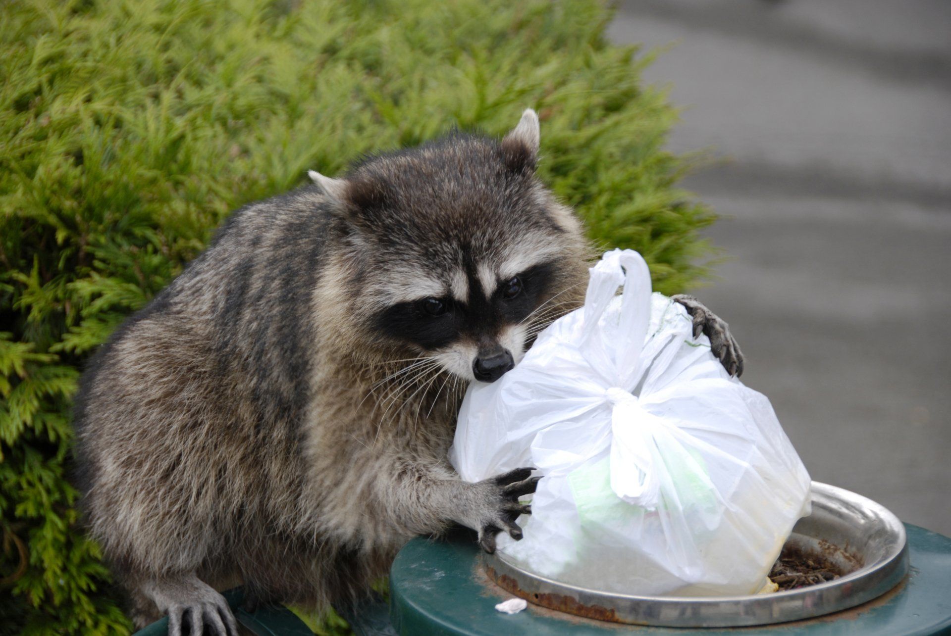 Waschbär