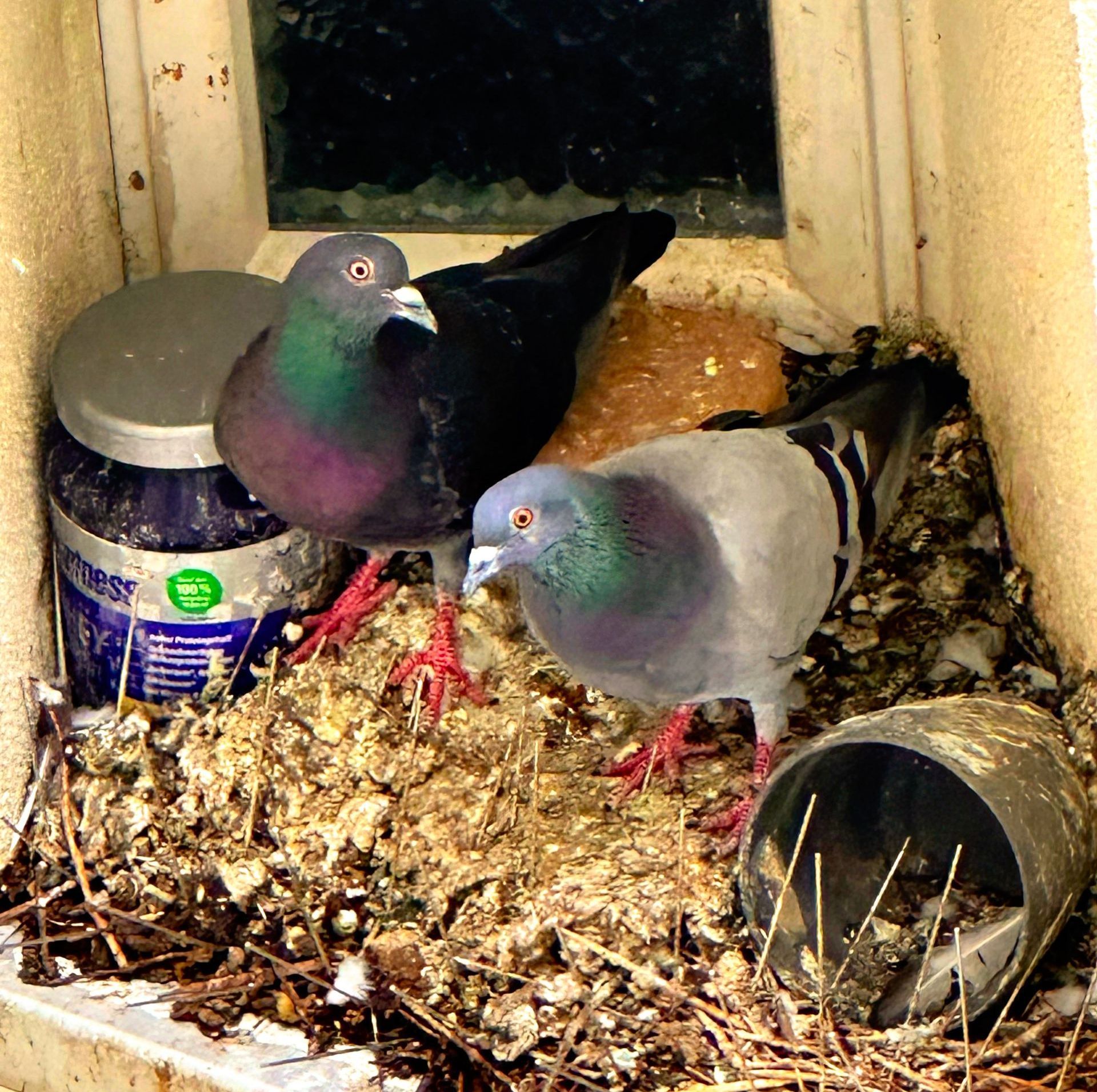 Stadt-Tauben Stadttauben im Nest