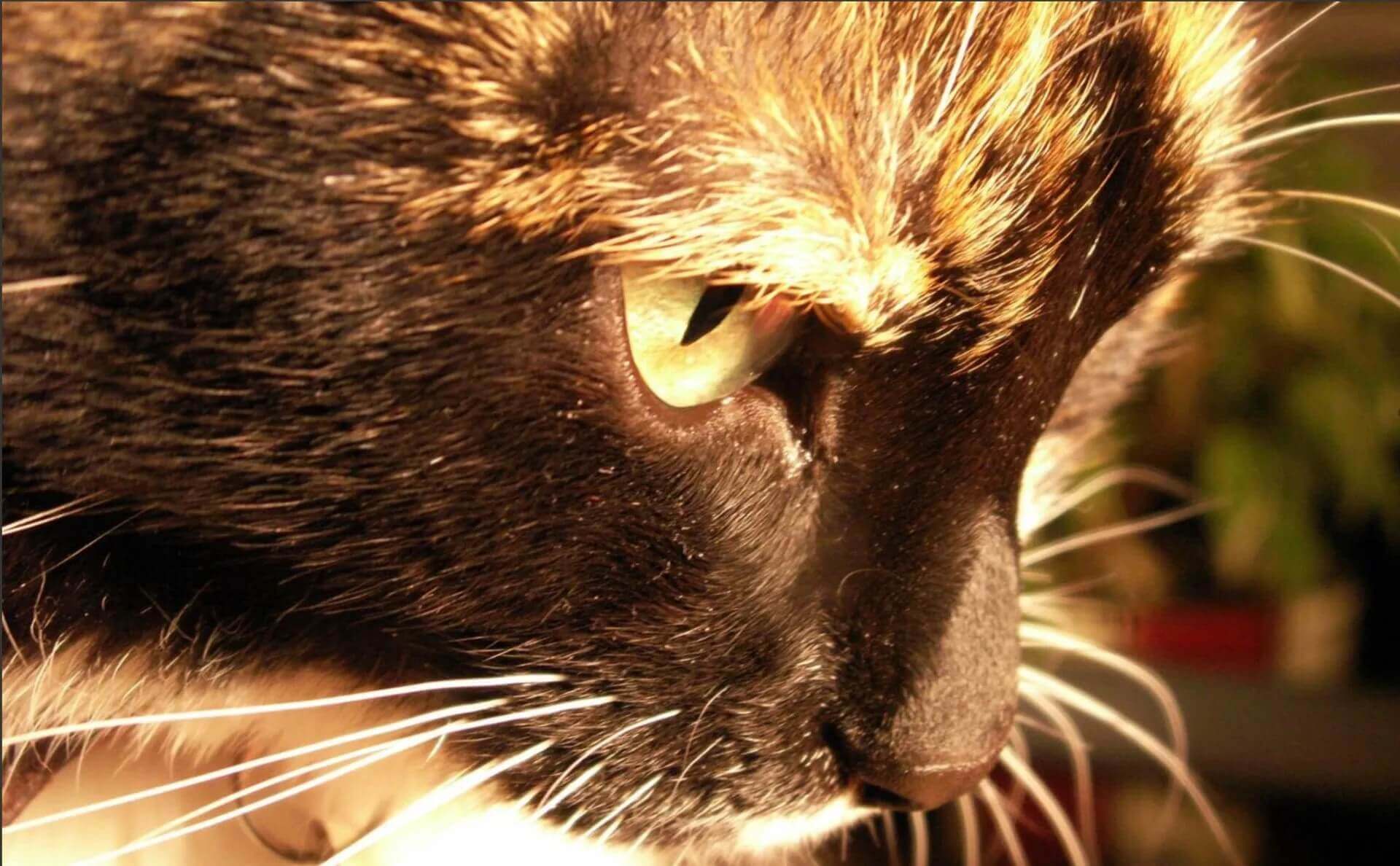 Rédaction contenu web biographie