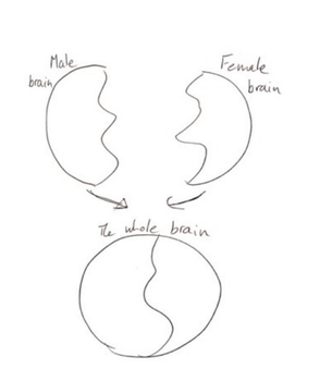 Illustration of male and female brains