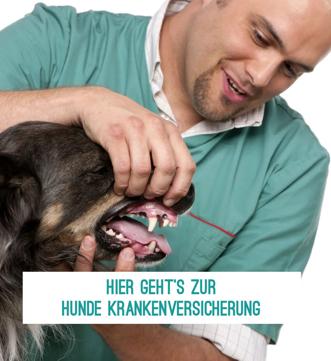 Hunde Krankenversicherung