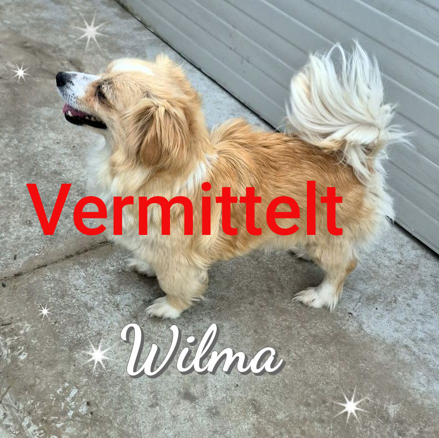 Wilma