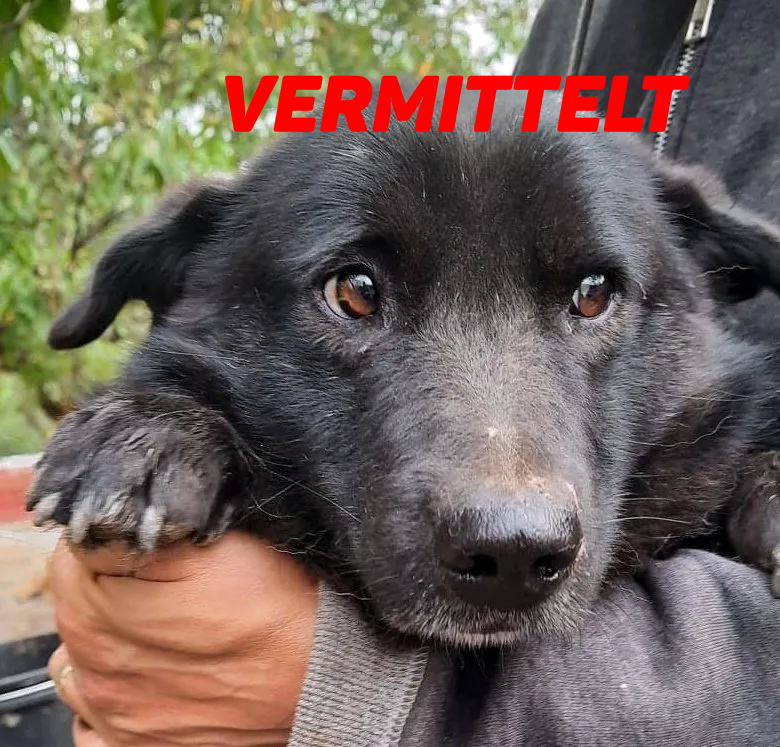 Hermine