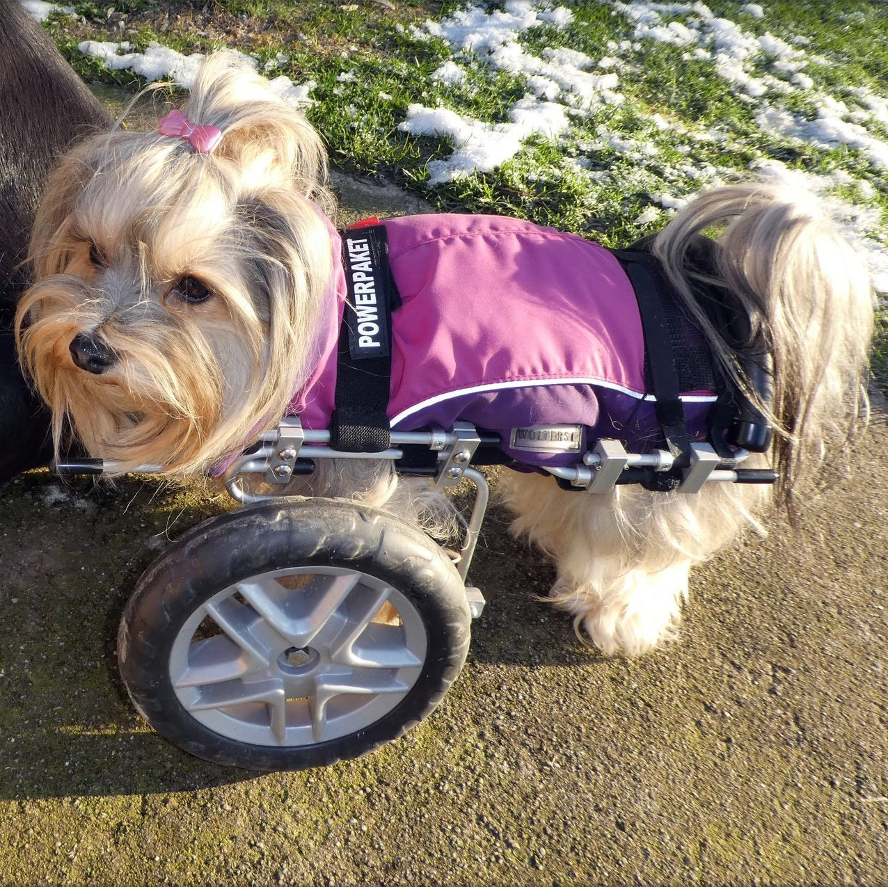 Gina mit Vorderrad-Rolli