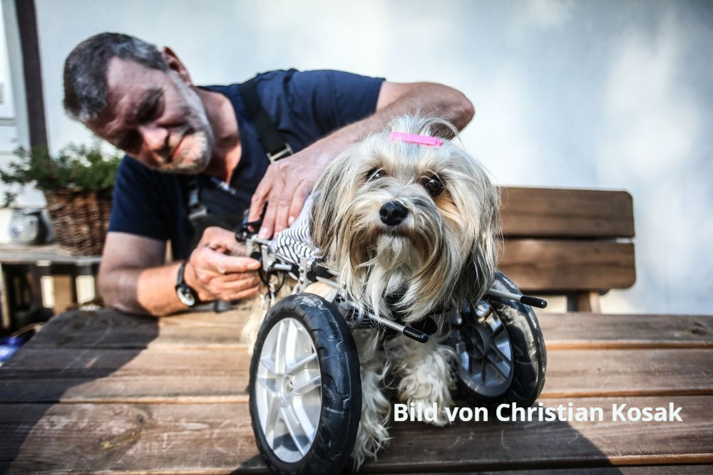 Hier kommen Sie zu dem Artikel Udo Rauch legt Gina den Rollstuhl an. Mit der Maßanfertigung kann sich die Havaneserin wieder selbstständig bewegen. (Christian Kosak)