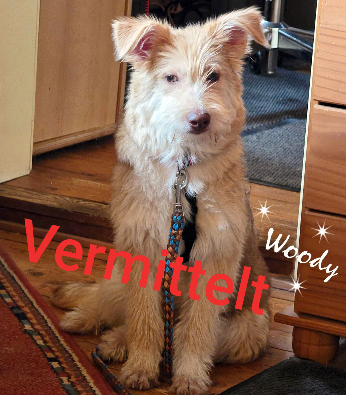 Woody & Woozle