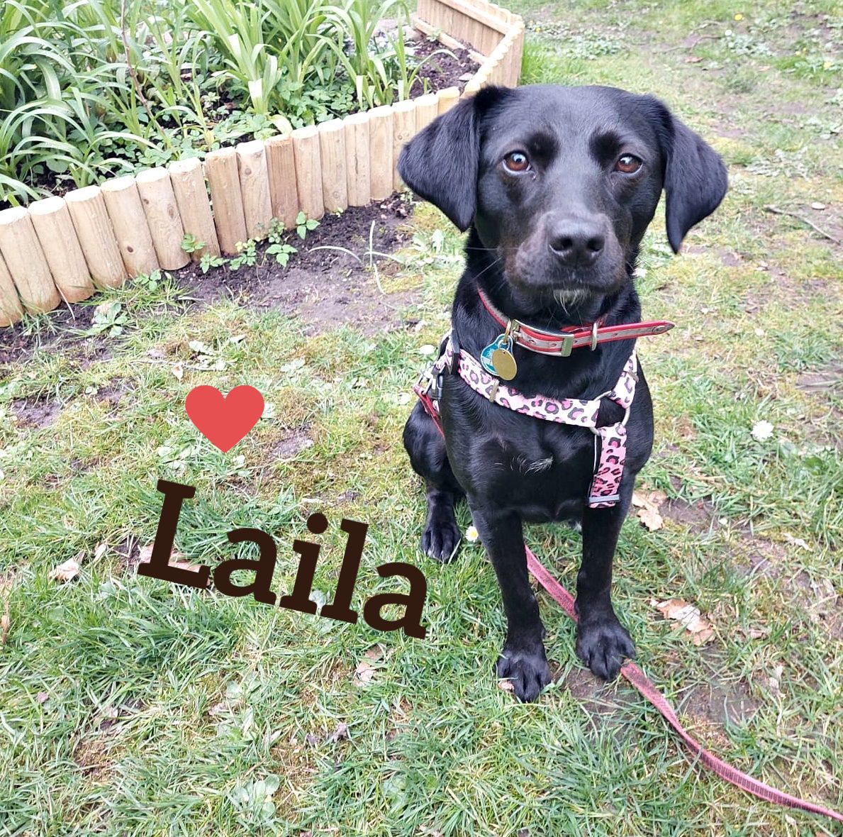 Laila