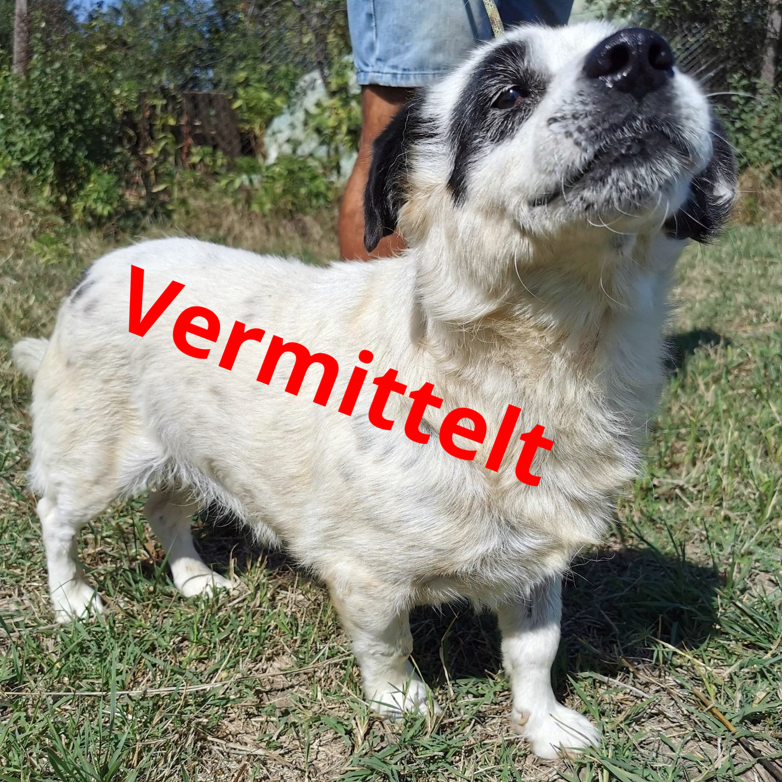 Mogli