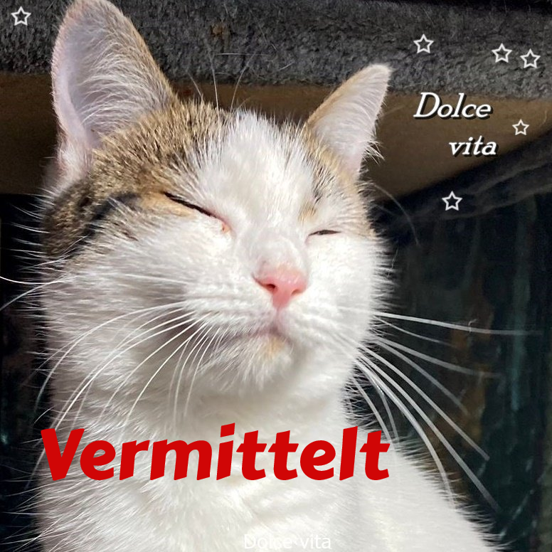 Dolce vita