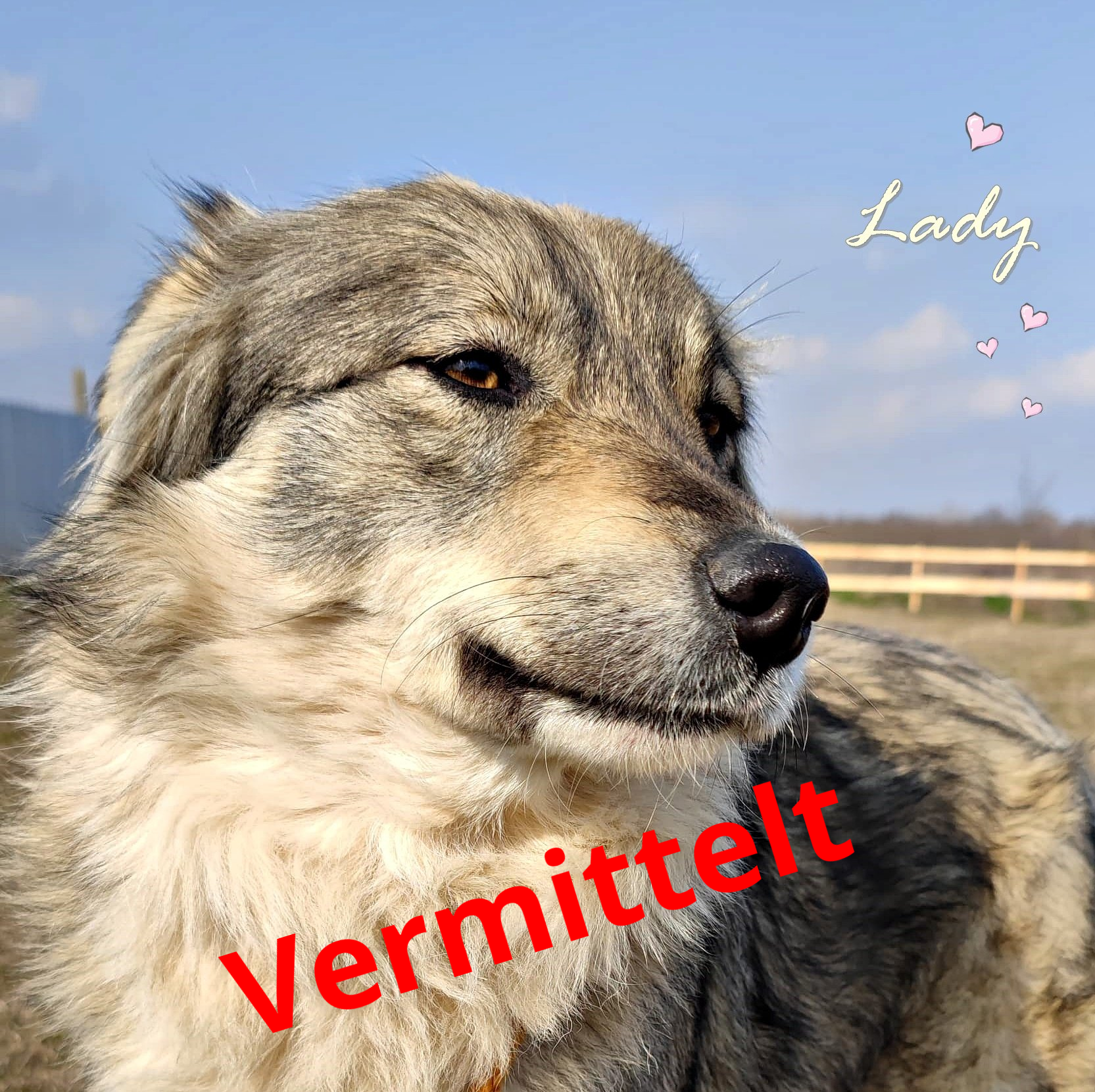 Lady