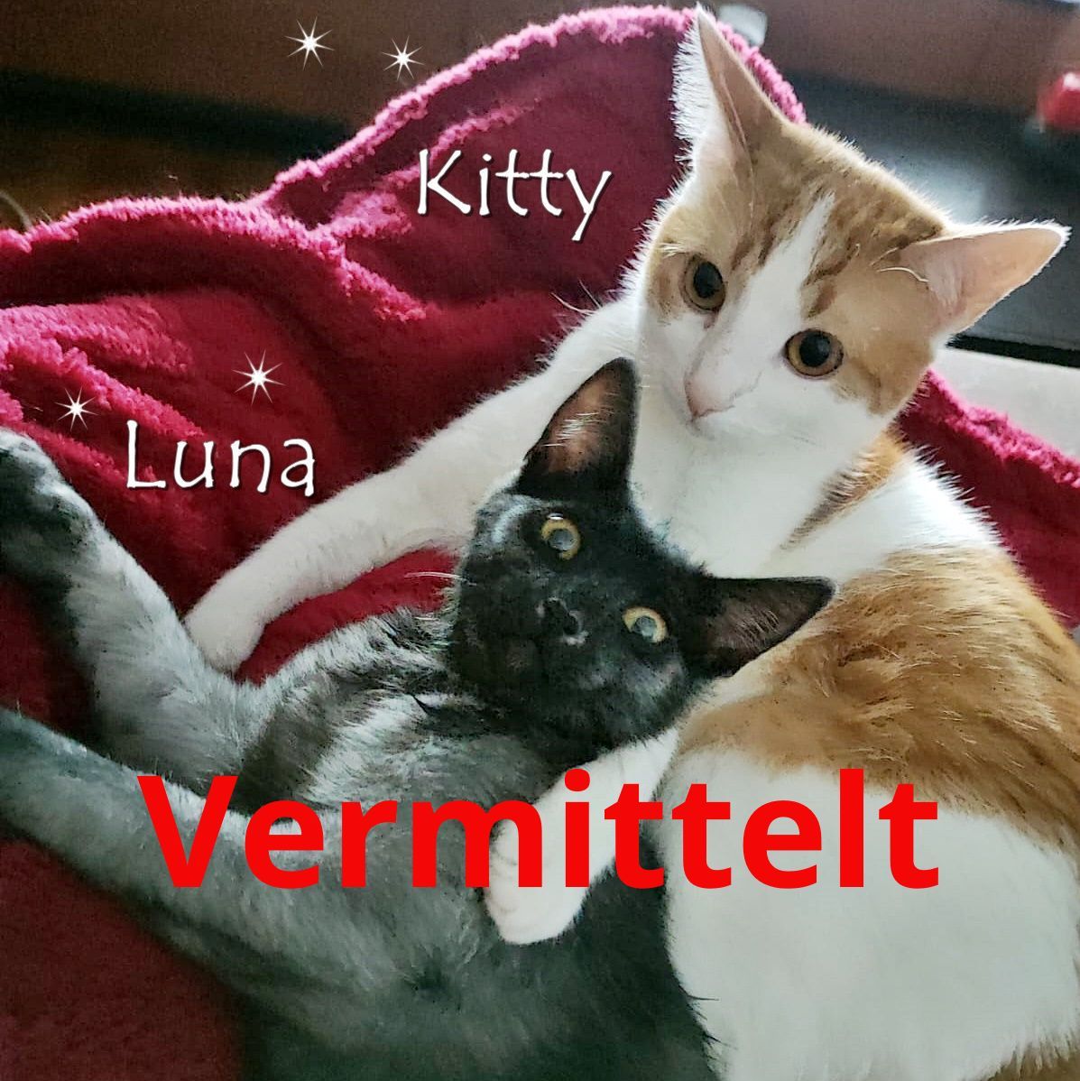 Kitty und Luna