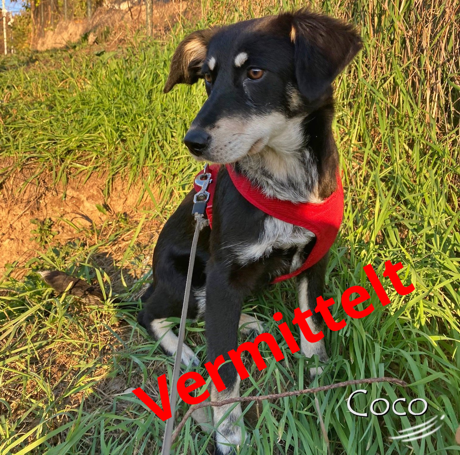 Coco